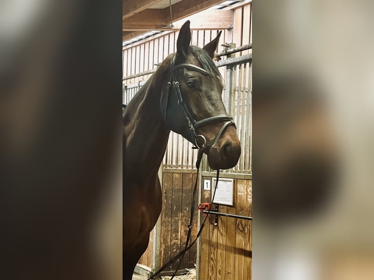 KWPN Hongre 8 Ans 173 cm Bai brun in HelfensHetzmannsdorf