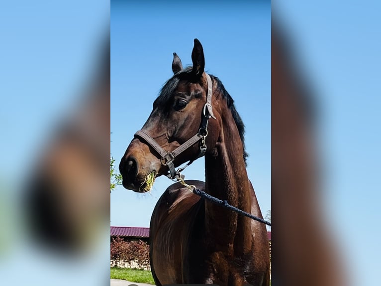 KWPN Hongre 8 Ans 173 cm Bai brun in HelfensHetzmannsdorf