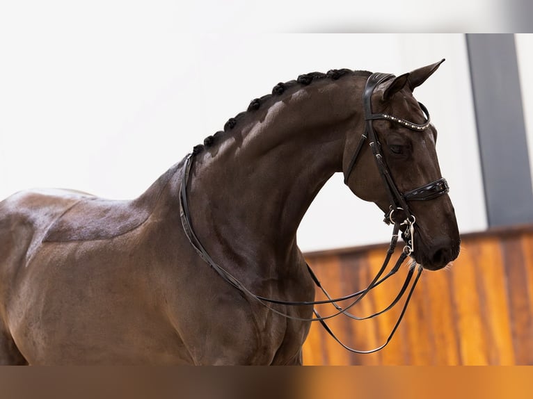 KWPN Hongre 8 Ans 174 cm Noir in Kwadijk