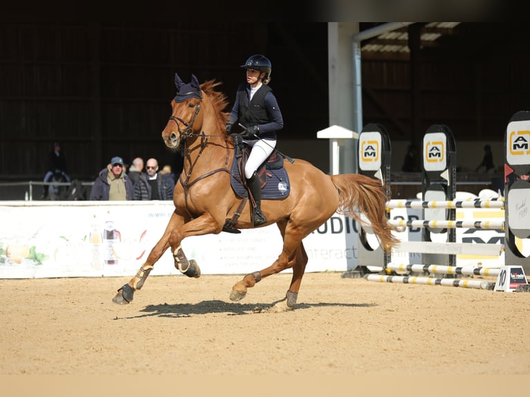 KWPN Hongre 8 Ans 175 cm Alezan in Altach