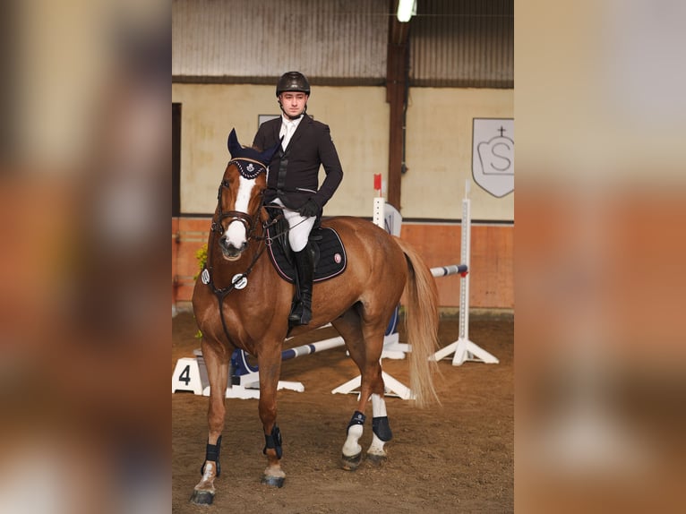 KWPN Hongre 8 Ans 178 cm Alezan in Mayen