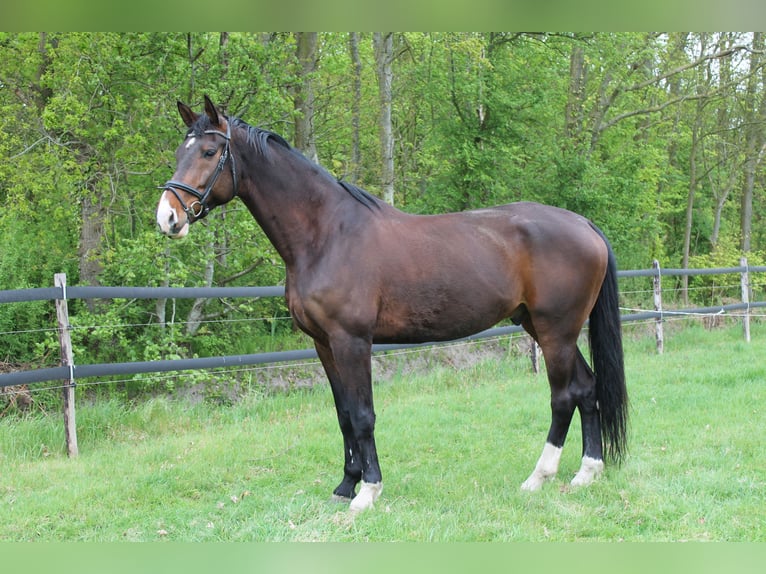 KWPN Hongre 8 Ans 178 cm Bai brun in Burgh-Haamstede