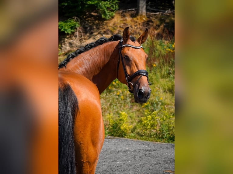 KWPN Hongre 8 Ans 178 cm Bai in Nettersheim