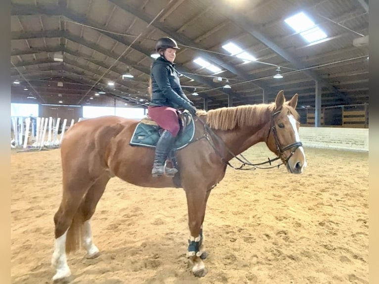 KWPN Hongre 8 Ans 180 cm Alezan in Pelmberg