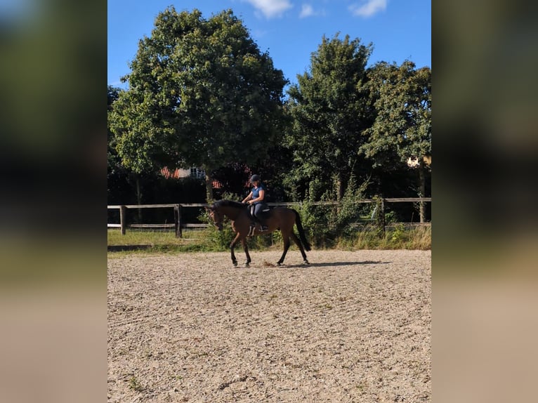 KWPN Hongre 8 Ans 181 cm Bai in Neuburg an der Donau