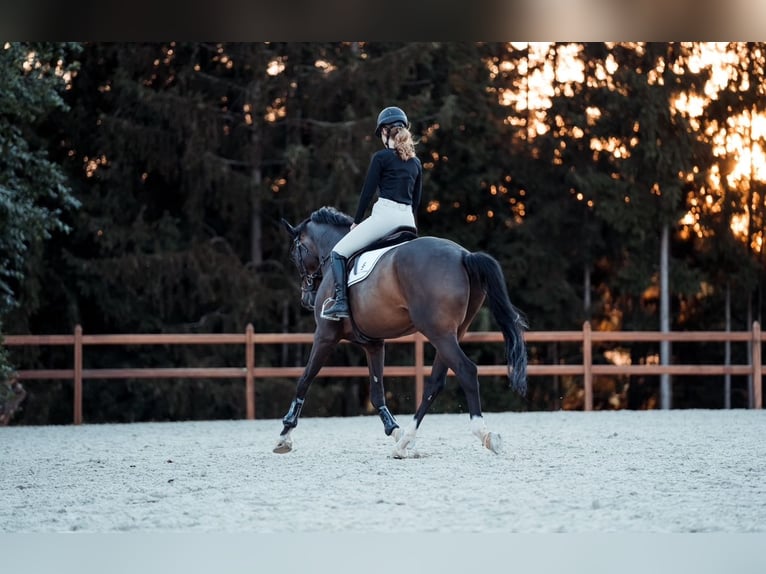 KWPN Hongre 8 Ans Bai brun in Passau