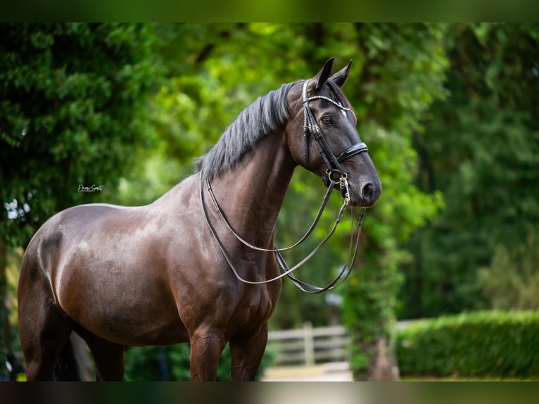 KWPN Hongre 8 Ans Noir in Weert