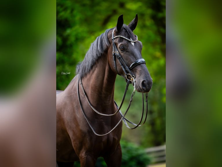 KWPN Hongre 8 Ans Noir in Weert