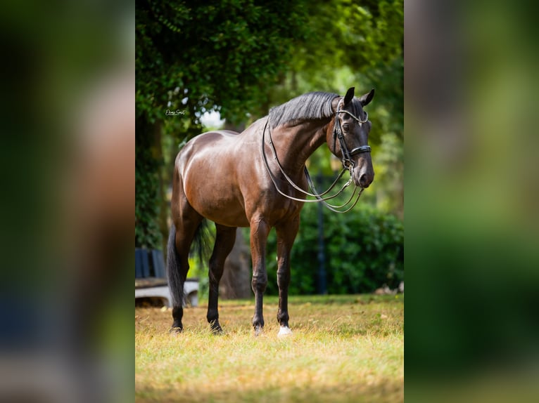 KWPN Hongre 8 Ans Noir in Weert