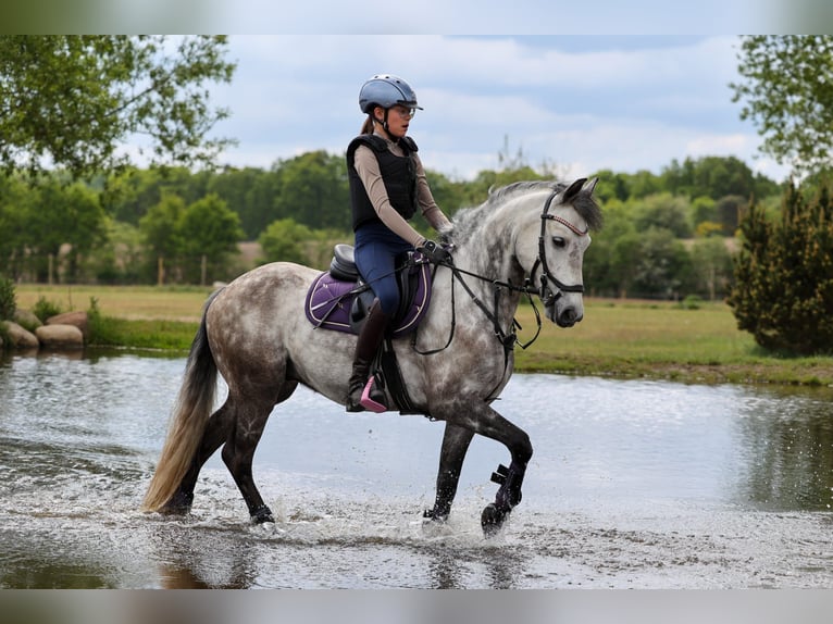 KWPN Hongre 9 Ans 142 cm Gris in Münster