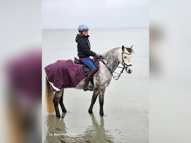 KWPN Hongre 9 Ans 142 cm Gris in Münster