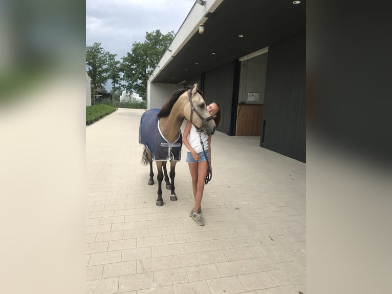 KWPN Hongre 9 Ans 146 cm Buckskin in PeltOverpelt