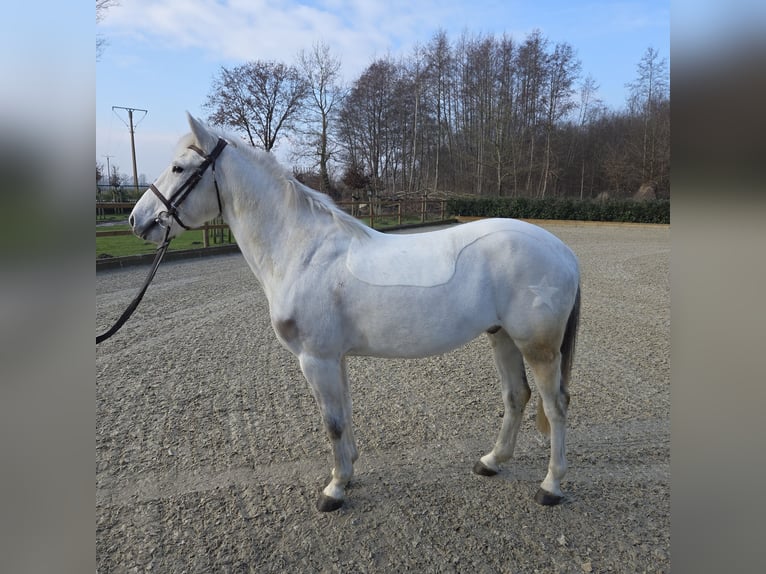 KWPN Hongre 9 Ans 146 cm Gris in Wettrup