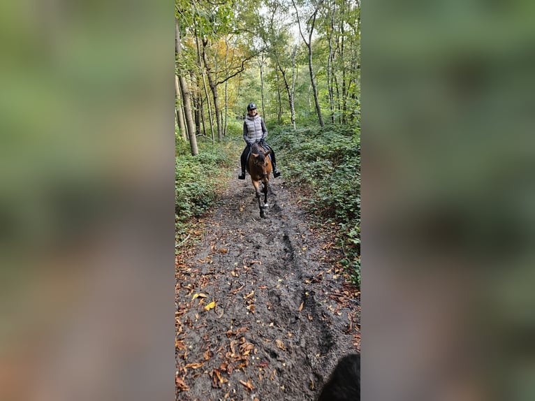 KWPN Hongre 9 Ans 161 cm Bai in Grijpskerke