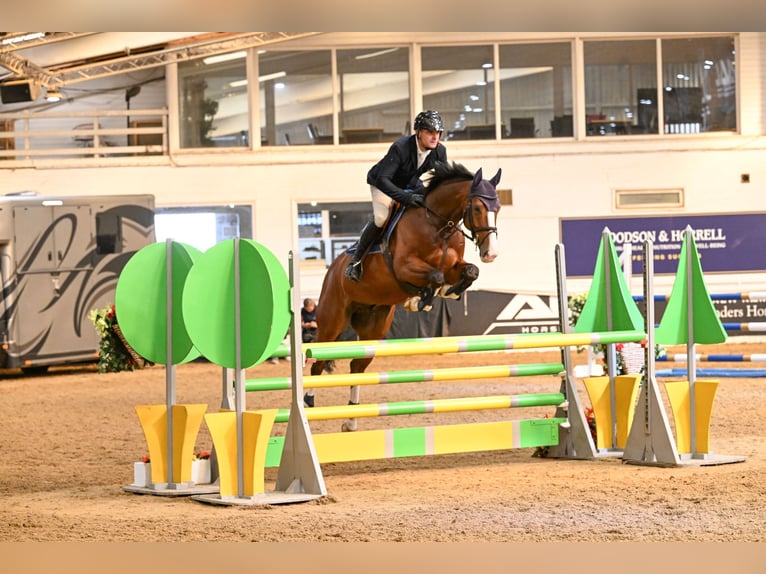 KWPN Hongre 9 Ans 163 cm Bai cerise in Suffolk