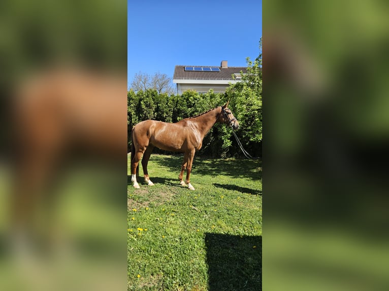 KWPN Hongre 9 Ans 166 cm Alezan in Zell unter Aichelberg