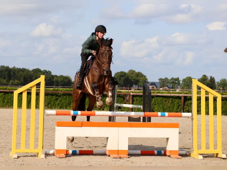 KWPN Hongre 9 Ans 166 cm Bai brun in Geilenkirchen KWPN Hongre 9 Ans 166 cm Bai brun in Geilenkirchen