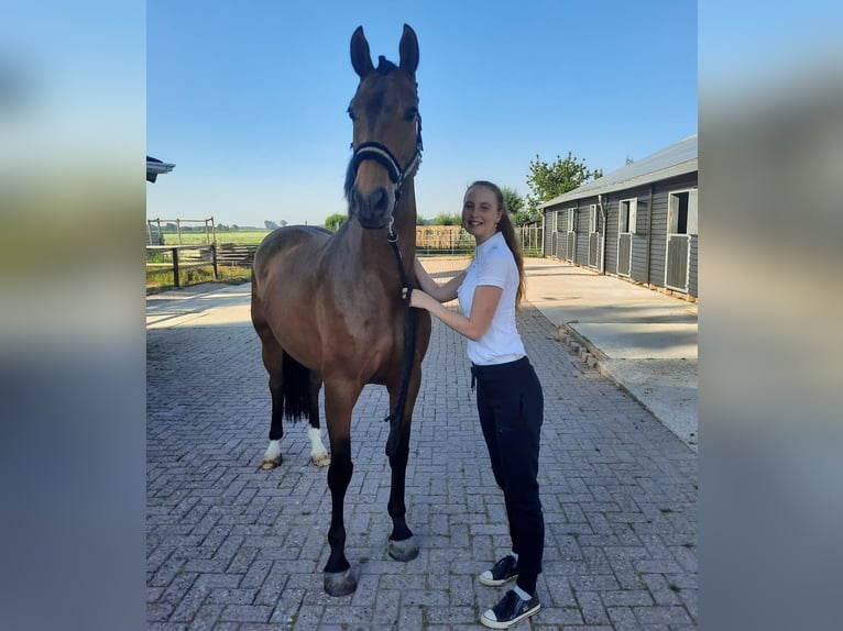 KWPN Hongre 9 Ans 166 cm Bai in Renesse