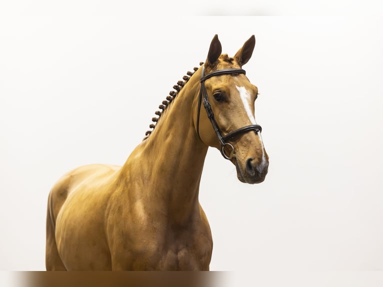 KWPN Hongre 9 Ans 167 cm Alezan in Waddinxveen