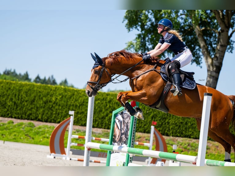 KWPN Hongre 9 Ans 167 cm Alezan in Waddinxveen