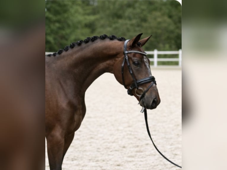 KWPN Hongre 9 Ans 167 cm Bai in Neuss