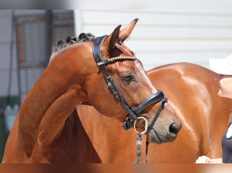 KWPN Hongre 9 Ans 167 cm Bai in Erftstadt