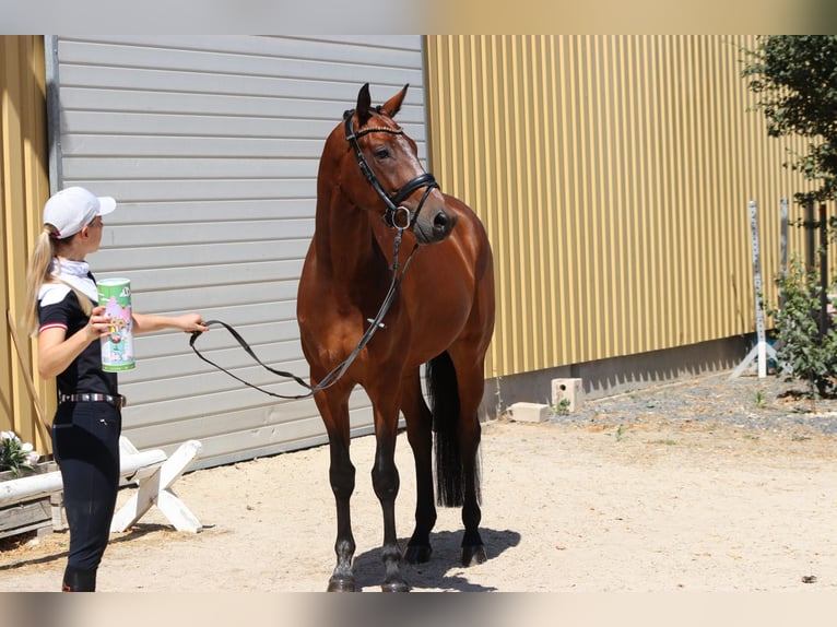 KWPN Hongre 9 Ans 167 cm Bai in Erftstadt