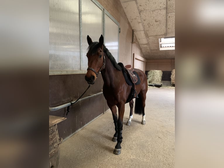 KWPN Hongre 9 Ans 167 cm Bai in M&#xF6;hlin