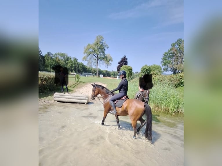 KWPN Hongre 9 Ans 167 cm Bai in M&#xF6;hlin