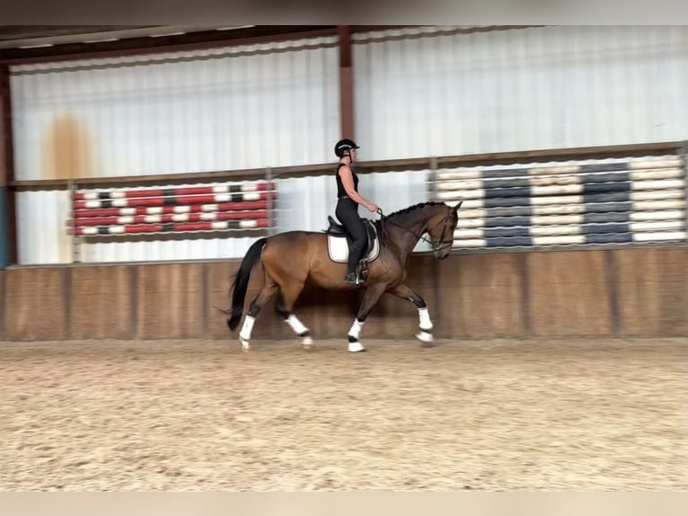 KWPN Hongre 9 Ans 168 cm Bai brun in Oud Gastel