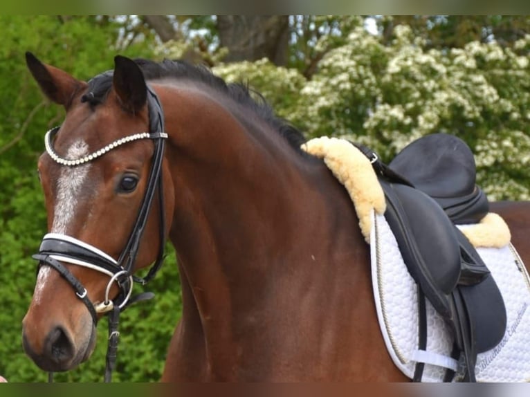 KWPN Hongre 9 Ans 168 cm in Neuss