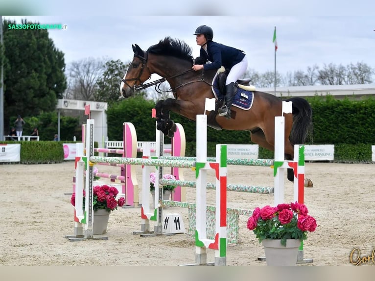 KWPN Hongre 9 Ans 170 cm Bai cerise in Ladispoli