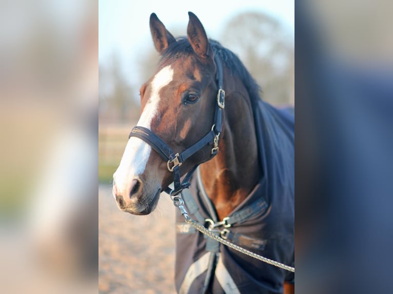 KWPN Hongre 9 Ans 170 cm Bai in Leer (Ostfriesland)