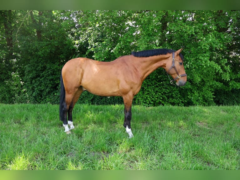 KWPN Hongre 9 Ans 170 cm Bai in Zeewolde