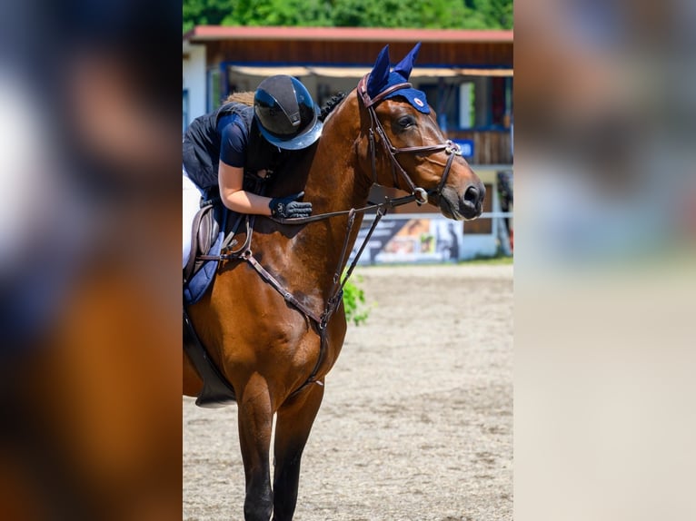 KWPN Hongre 9 Ans 170 cm Bai in Gerstetten