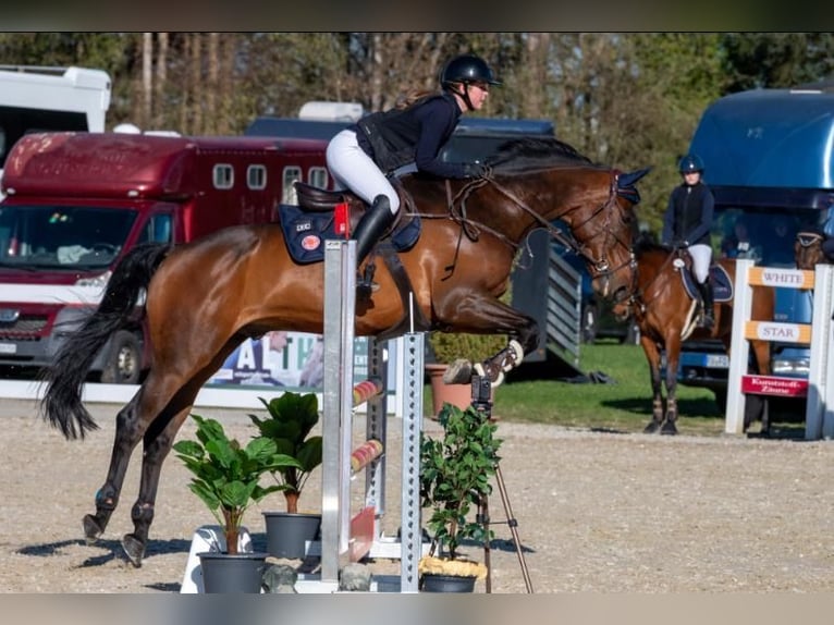 KWPN Hongre 9 Ans 170 cm Bai in Gerstetten