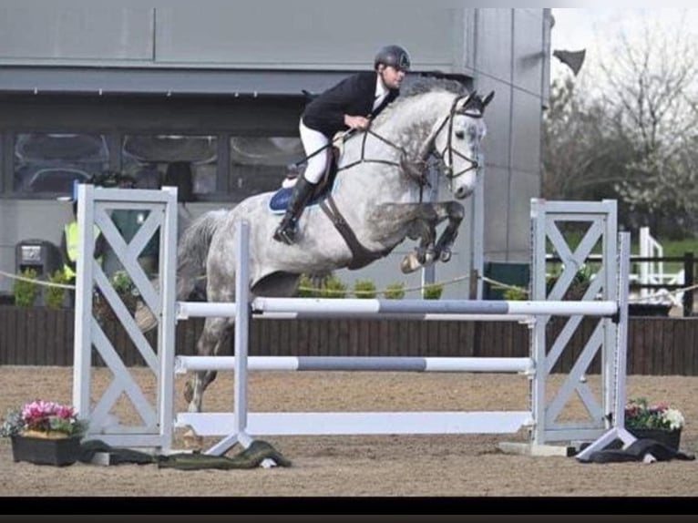 KWPN Hongre 9 Ans 170 cm Gris pommelé in Warwickshire