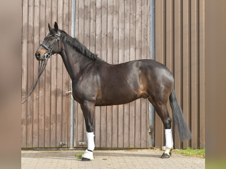 KWPN Hongre 9 Ans 171 cm Bai brun in Geilenkirchen