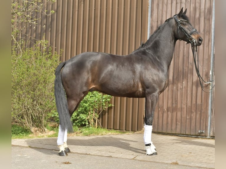 KWPN Hongre 9 Ans 171 cm Bai brun in Geilenkirchen