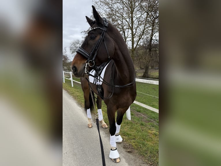 KWPN Hongre 9 Ans 171 cm Bai in Blieskastel