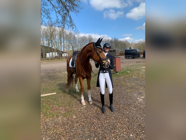 KWPN Hongre 9 Ans 172 cm Alezan in Emmer-Compascuum