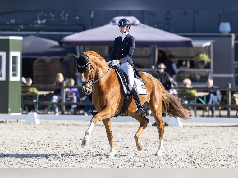 KWPN Hongre 9 Ans 172 cm Alezan in Emmer-Compascuum