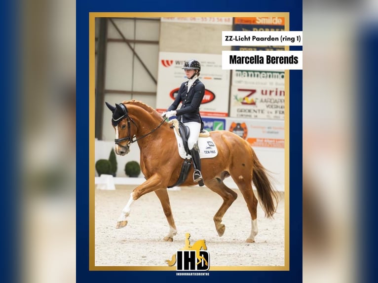 KWPN Hongre 9 Ans 172 cm Alezan in Emmer-Compascuum