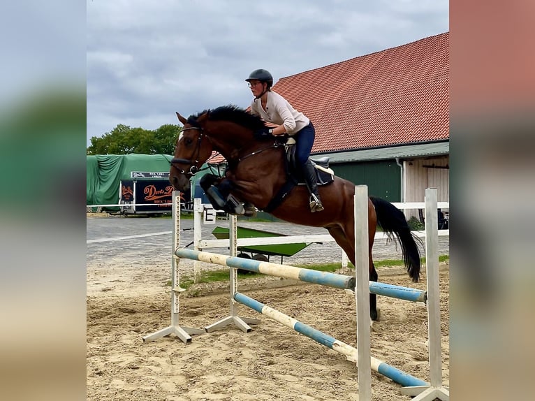 KWPN Hongre 9 Ans 172 cm Bai in Sarstedt