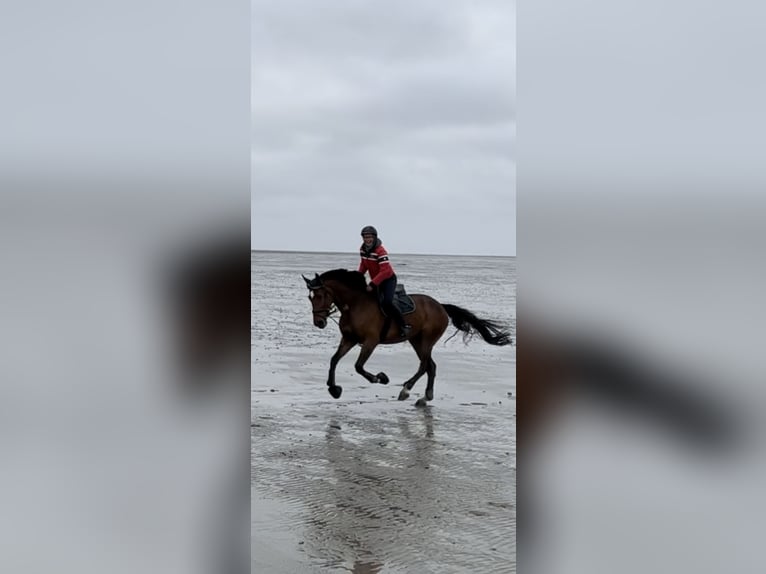 KWPN Hongre 9 Ans 172 cm Bai in Sarstedt