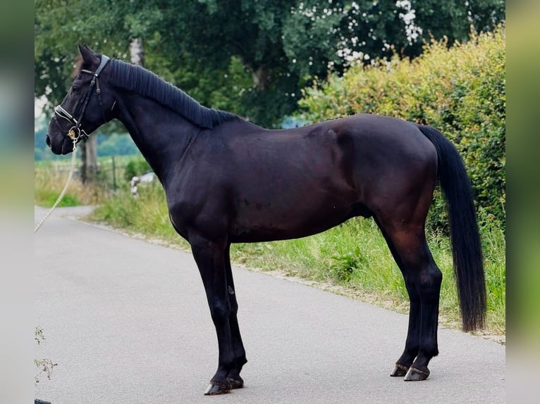 KWPN Hongre 9 Ans 172 cm Noir in Weert