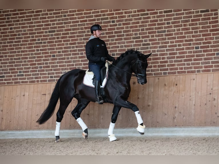 KWPN Hongre 9 Ans 172 cm Noir in Goch