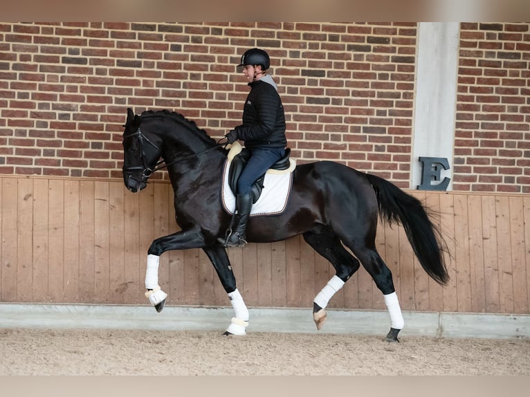 KWPN Hongre 9 Ans 172 cm Noir in Goch
