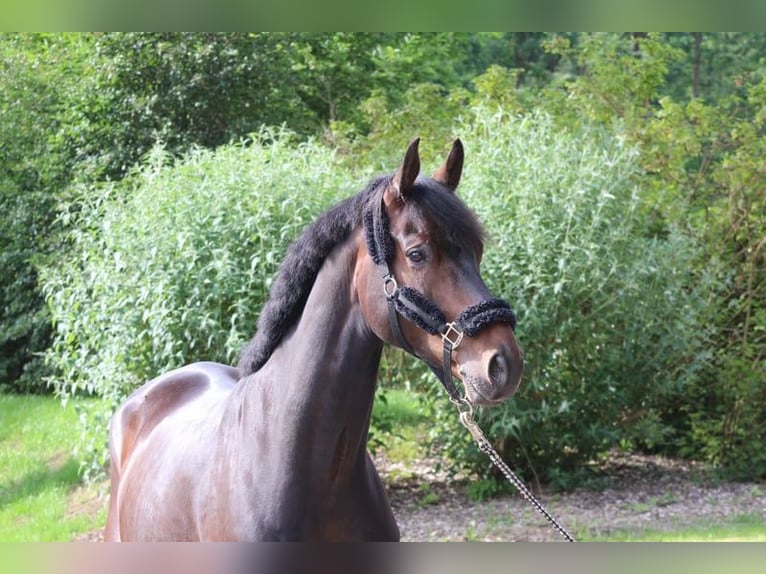 KWPN Hongre 9 Ans 173 cm Bai in Usingen