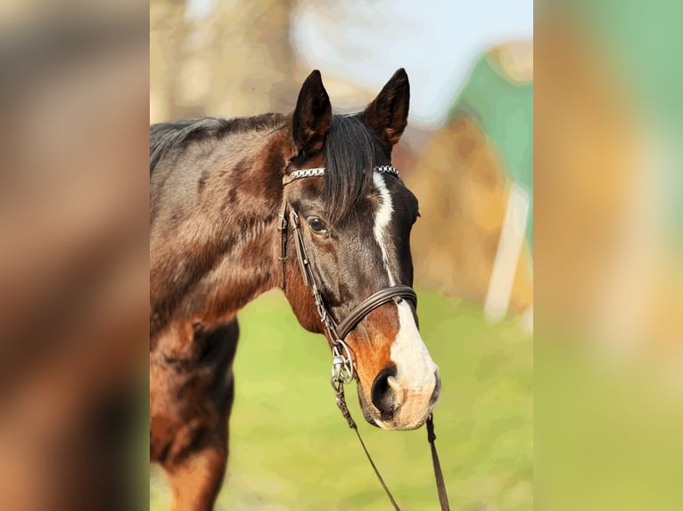 KWPN Croisé Hongre 9 Ans 174 cm Bai cerise in Lébény